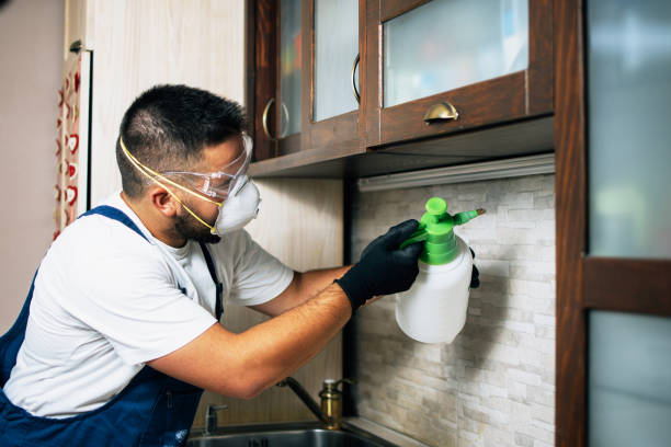 Wasp Removal Services in Pine Island, TX
