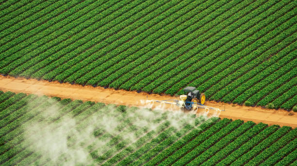 Best Local Pest Control Services  in Pine Island, TX